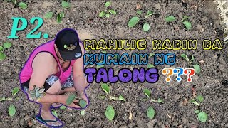 Pagtatanim ng TALONG(P2.)