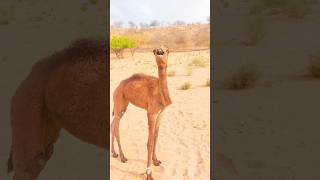 Camel Baby Confused #viral #foryou