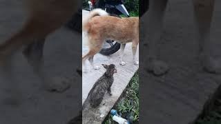 Dog & Cat Playing