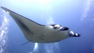 Diving with Mantas in the Maldives - 2014