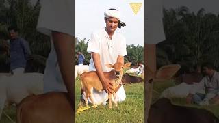 World Smallest Cow Breed 'Punganur' #Smallestcow #vetvlogs