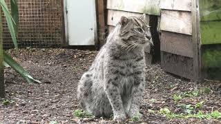 Fishing Cat , Axe Valley Wildlife Park (25th October 2023)