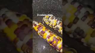 #asmr #food  #cooking 3colore #mais  #Short #satisfying Sound cook