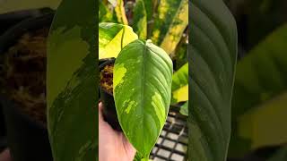 Philodendron Series - Philodendron Sharoniae Variegated I PlantFactory