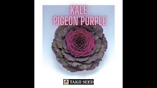 Takii Ornamental Kale Pigeon Purple! Perfect Fall Color