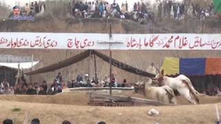 BULL RACE(Tombi) Dandi Saraialam gir 2019 part 2