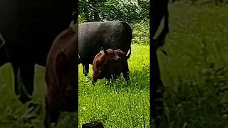 cows and calf's grazing