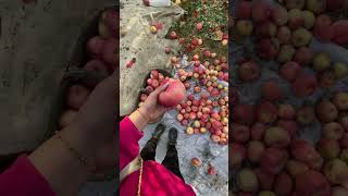 Life in China— harvesting apples for the first time! #chinafarm #camillejin #camilleinchina