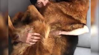 | 9GAG | Big Dog Still Needs Cuddles