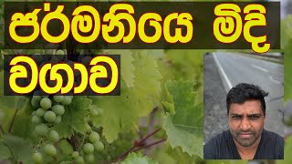 ජර්මනියෙ මිදි වගාව Wine-producing area Germany