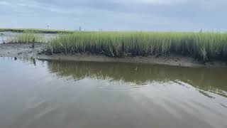 Pied-billed Grebe gains a second chance