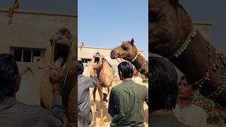 The camel is in pain making a lot of noise #shorts #shortvideo  #youtubeshorts