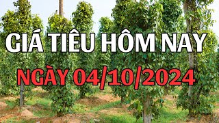 Giá tiêu hôm nay ngày 04/10/2024 Giá tiêu hôm nay tiếp tục giảm nhẹ, bà con chuẩn bị vụ mùa