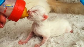 Cute Kittens and Puppy Being Bottle Fed - HD