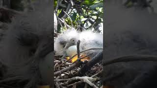 sea bird# nature# shorts# wildlife#