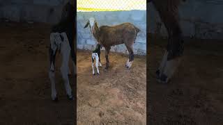 new born babysheep #newborn #sheepfarming #potla #hyderabadi #rams #telanganapotla #bighornsheep