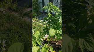 Huckleberries and Tomatoes.. #huckleberry #tomato #growth