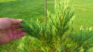 Bad News - Giant sequoia is dead :-(