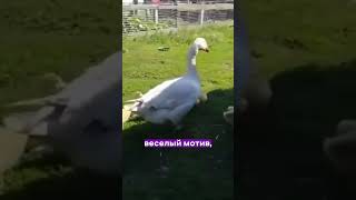 ГУСЬ танцует под башкирские песни!