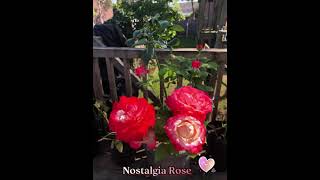 Nostalgia rose