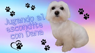 Dana jugando al escondite | Bichón Maltés