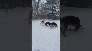 3 German Shepherds having fun in the snow