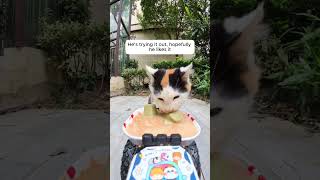 Feeding Stray Cats with a Hidden Camera #cats #cuteanimals #straycats #feeding #hiddencamera #funny