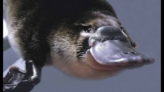 Platypus: The World's Strangest Animal [Nature Documentary]