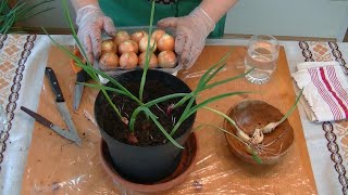 planting onions and garlic cloves