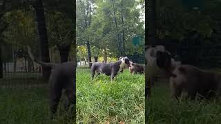 #pitbull #shorts #dog #dogs #attack #muscle #short