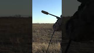 Coyote Gets Folded Up On The Run! #foxpro #coyote #hunting #shorts