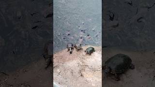 Tortoise #shorts#shortvideos#ytshorts#tortoisefunnyshorts#viral