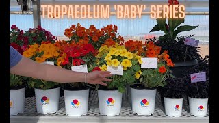 *Sneak Peek* Tropaeolum 'Baby' Series - 2 colors available now...more colors in the works!