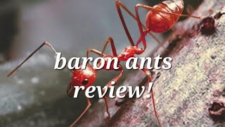 The Ants: Underground Kingdom- Barron special ants review