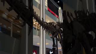 Dinosaur skeleton Dubai mall #dubaimall #dubai #dinosaur #shortvideo #shorts #short #jurassicpark