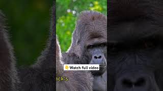 #gorilla