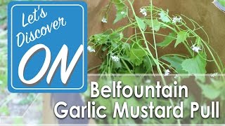 BELFOUNTAIN GARLIC MUSTARD PULL - Let's Discover ON