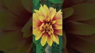 First light #music #taylorswift #ryanreynolds #dance #flowers #garden #gardening #fyptiktok