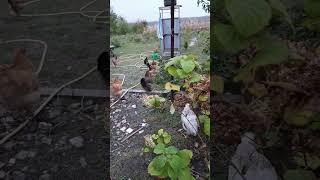 #chickens #garden  Hens rest in the garden #всебудеукраїна