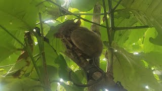 Tarsier Live Viewing Bilar Bohol