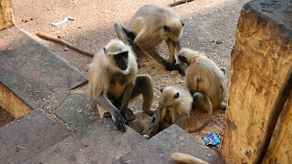 langur monkeys in india || langoor bandar #langur #langoor #bandar #monkey #monkeyvideo