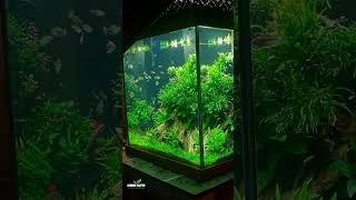 PLANTED AQUARIUMS/ AQUASCAPES #fishtank #aquascaping #aquariumhobby #plantedtanks