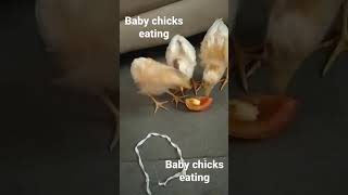 Chicks eating tomato 🍅