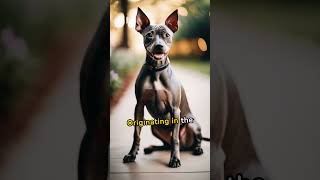 Learn more about American Hairless Terriers #energetic #playful #