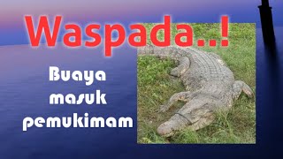 #Viral Buaya masuk pemukiman #buaya #kupang #ntt