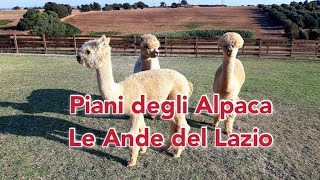 Piani degli Alpaca, la Maremma che ricorda le Ande