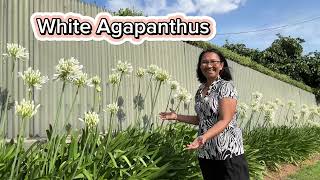 White Agapanthus #viral  #garden  #flowers  #gardening  #hobby  #plants  #plantita #retiredlife