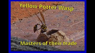 Amazing yellow potter wasp