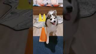 Cute Animals#624 |Funny animals Reaction 2021.