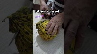 bahçede büyüttüğümüz kavunu kesiyoruz yok böyle kavun